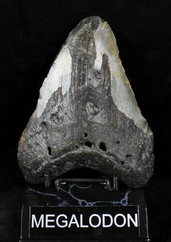 Bargain Megalodon Tooth - North Carolina #21260